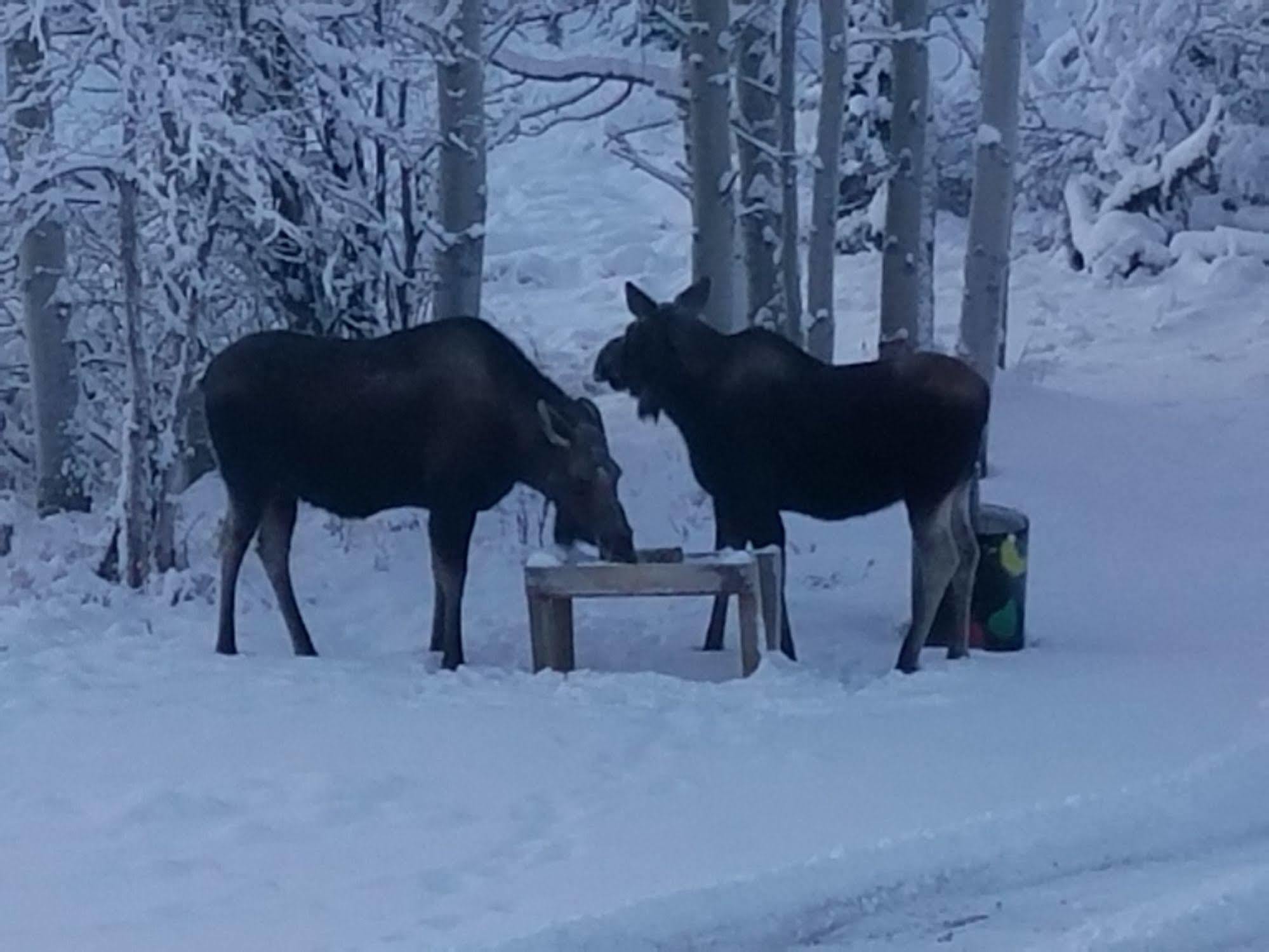 Denali Touch Of Wilderness B&B Хийли Екстериор снимка